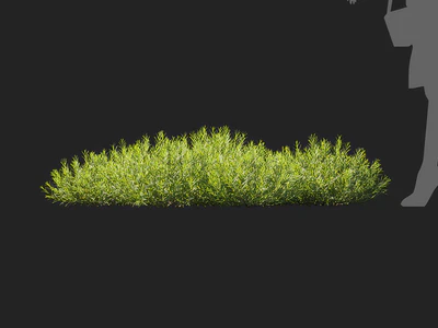 lavandula angustifolia 006 — download