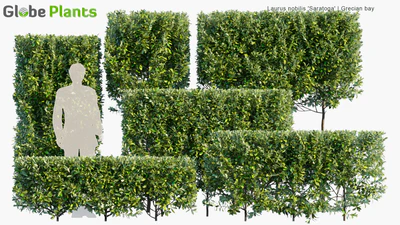 laurus nobilis saratoga — download