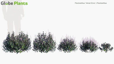 plectranthus velvet elvis — download