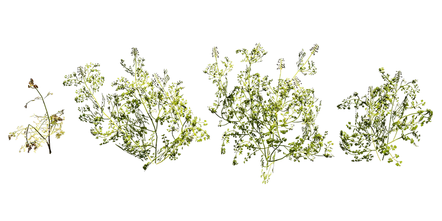 white ramping fumitory 001 — Descargar