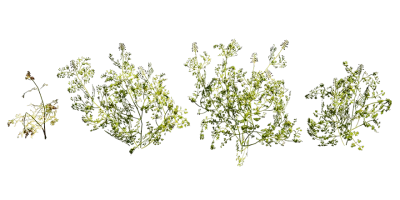 white ramping fumitory 001 — download