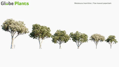 melaleuca linariifolia — download