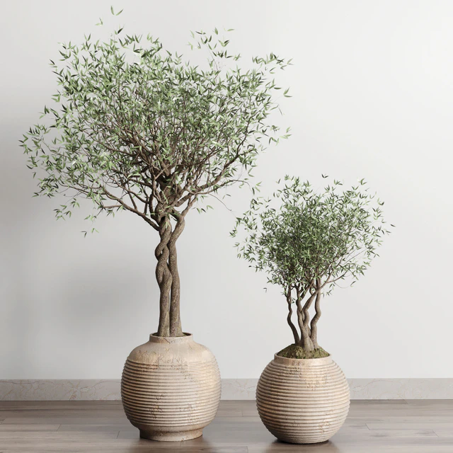 Olive tree in an old earthenware vase indoor collection 182 — Descargar