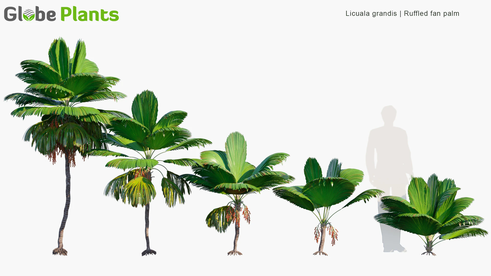 licuala grandis — Скачать