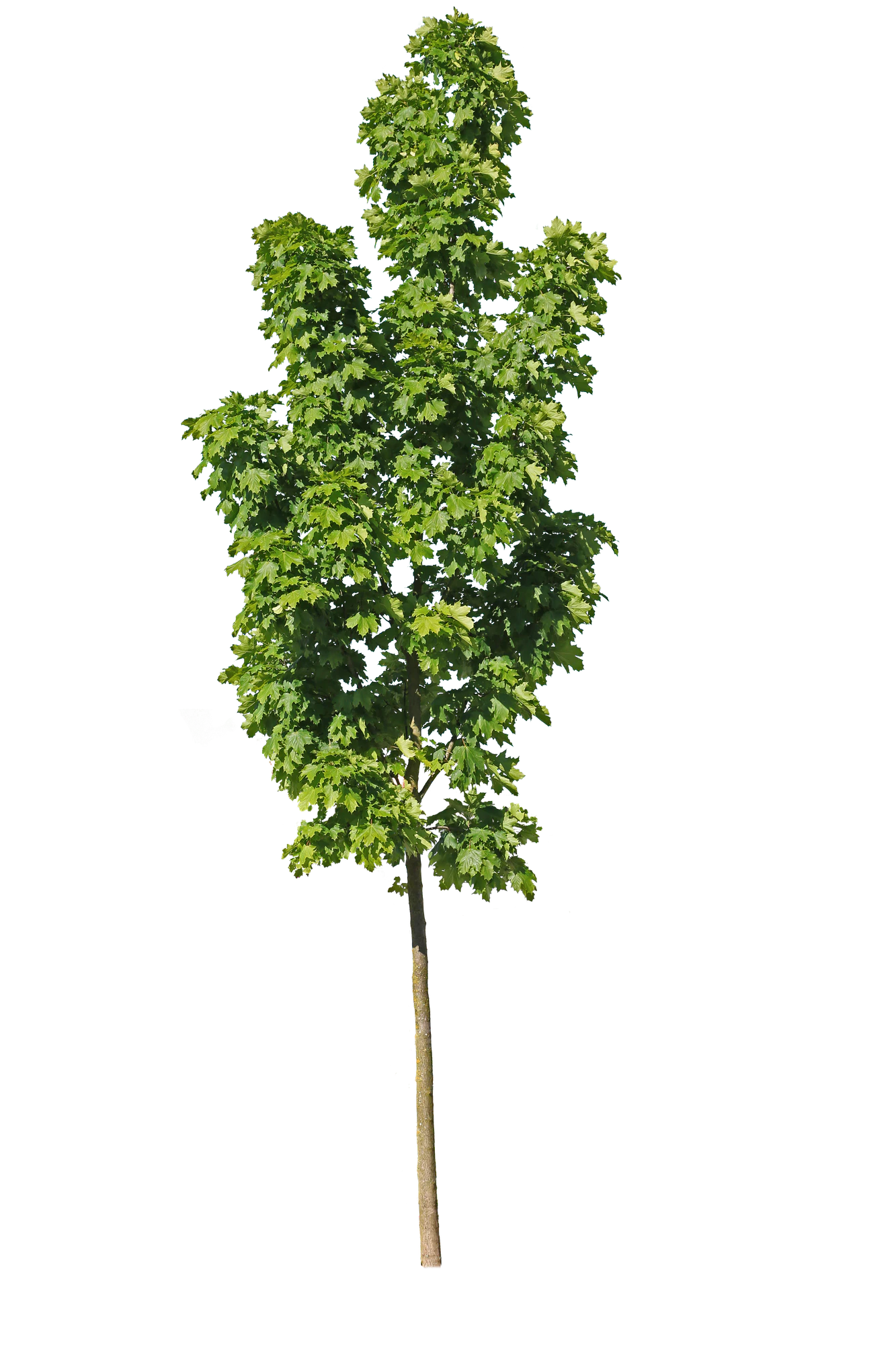 tree s 025 — Download