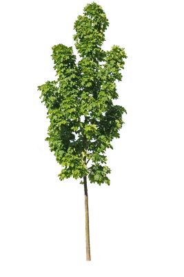 tree s 025 — download