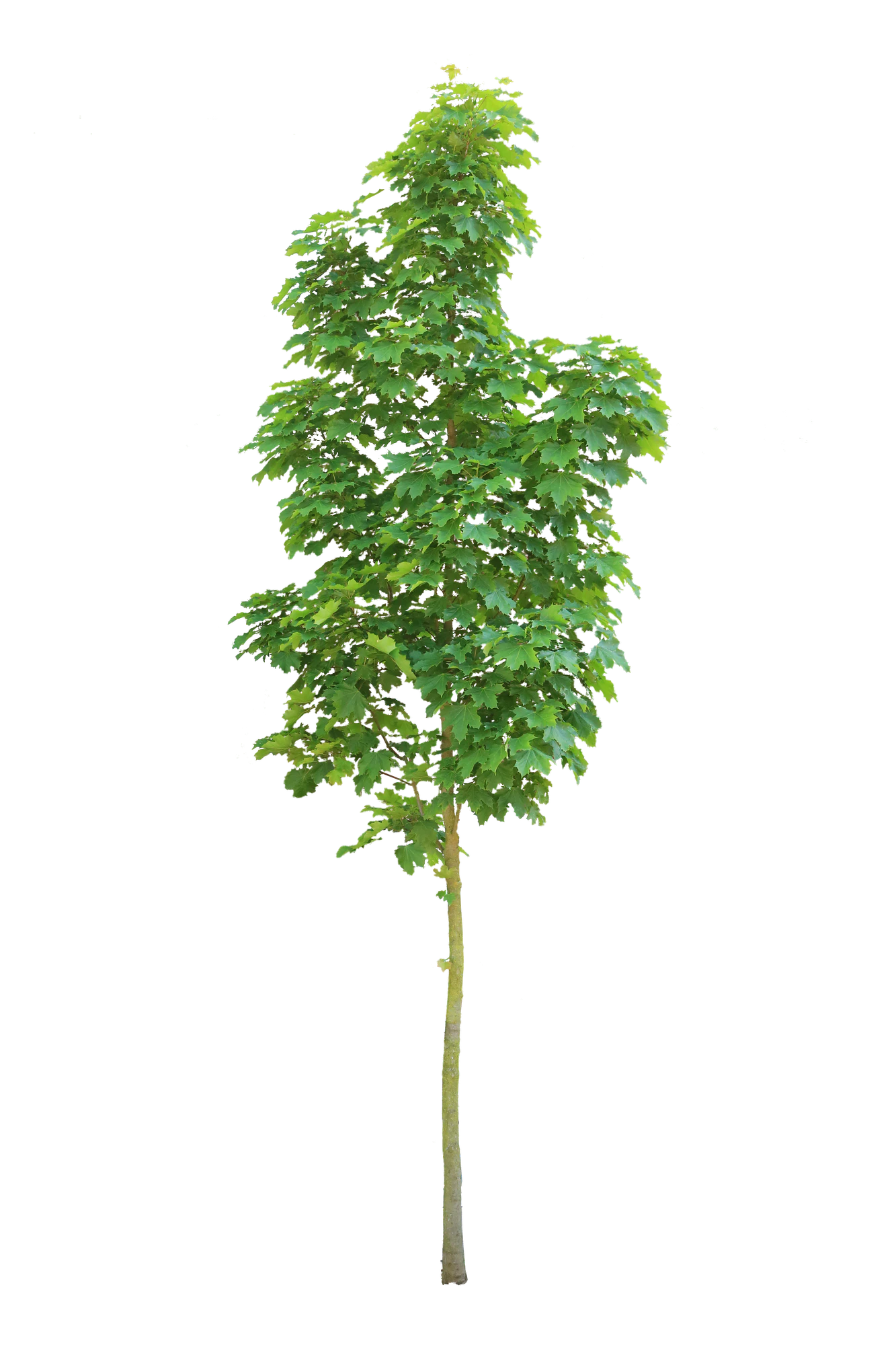 tree s 026 — Download