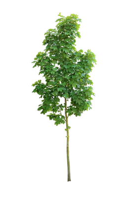 tree s 028 — download