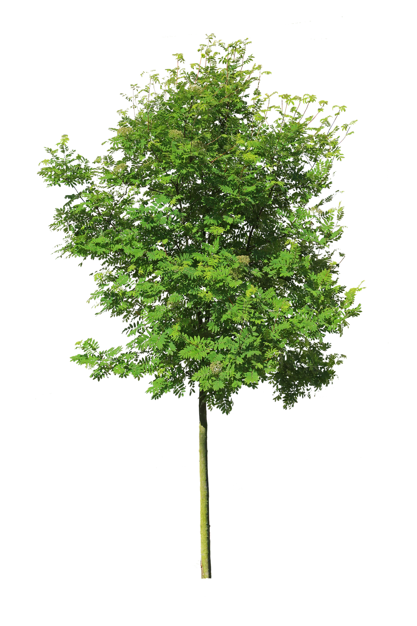 tree s 030 — Скачать