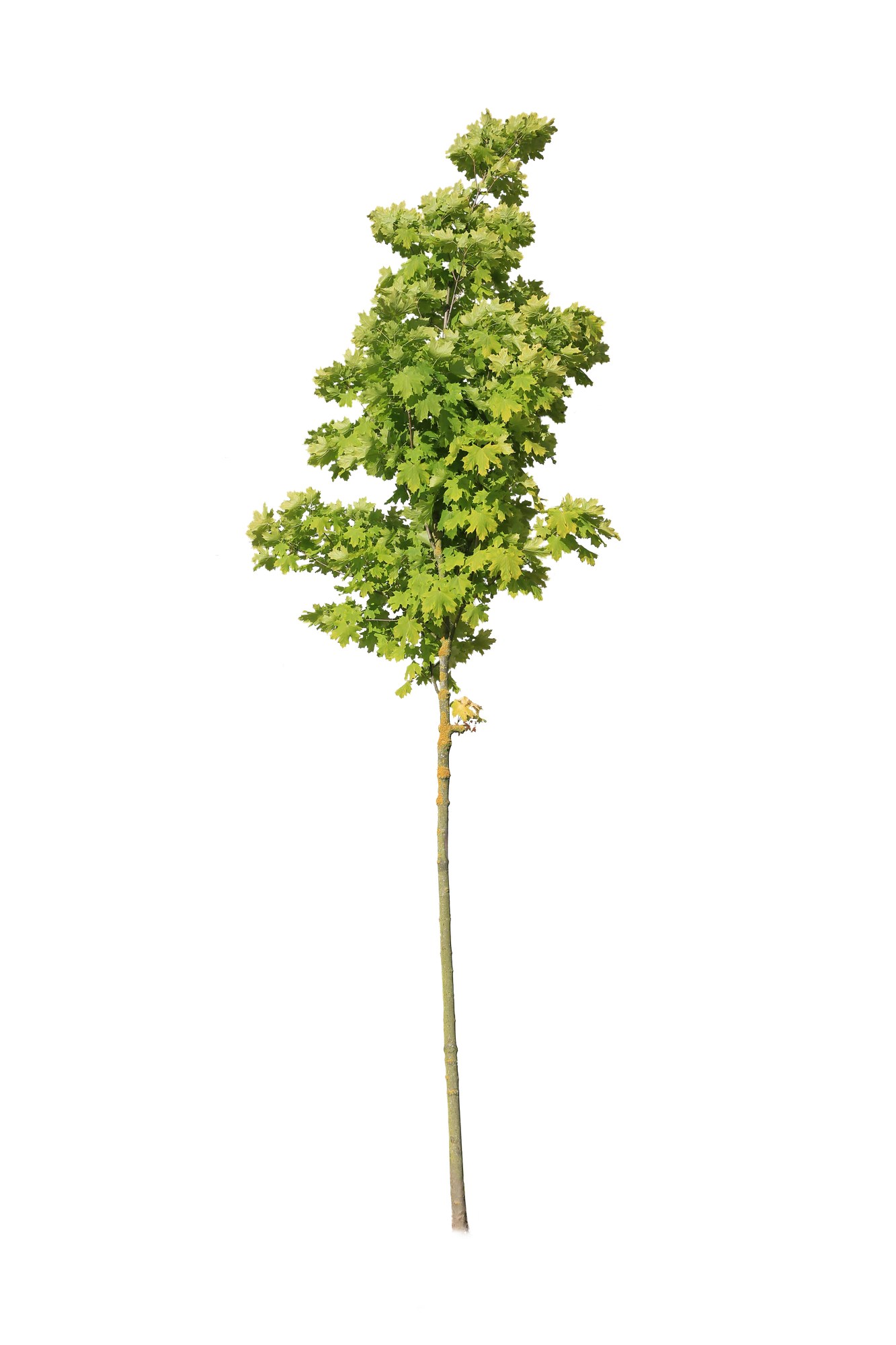 tree s 031 — Download