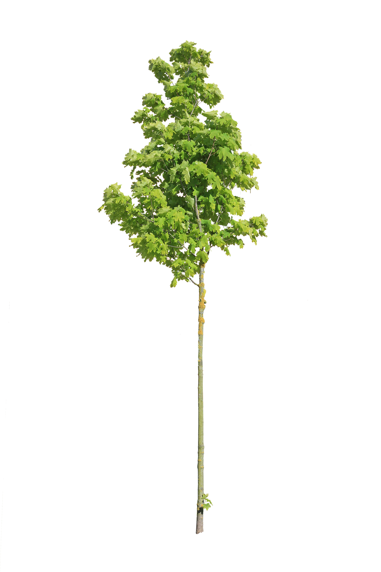 tree s 032 — Download