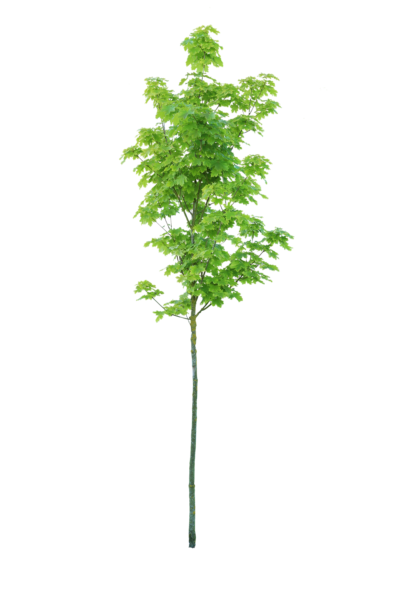 tree s 035 — Download