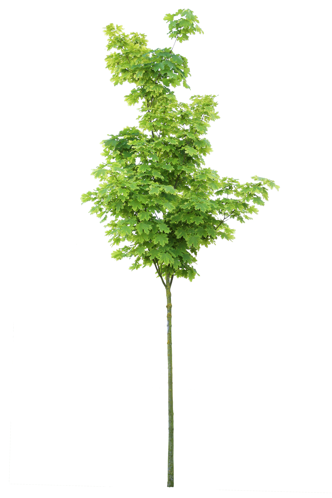 tree s 038 — Download