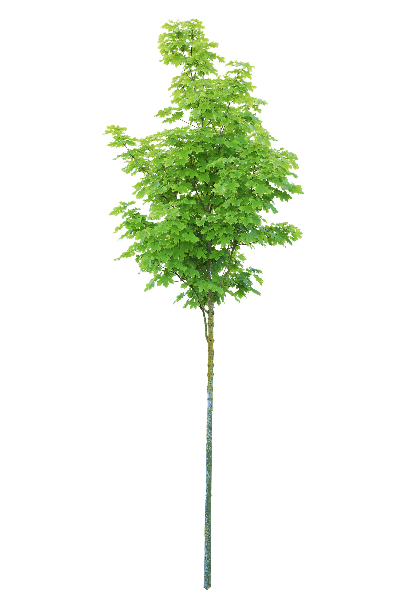 tree s 039 — Download