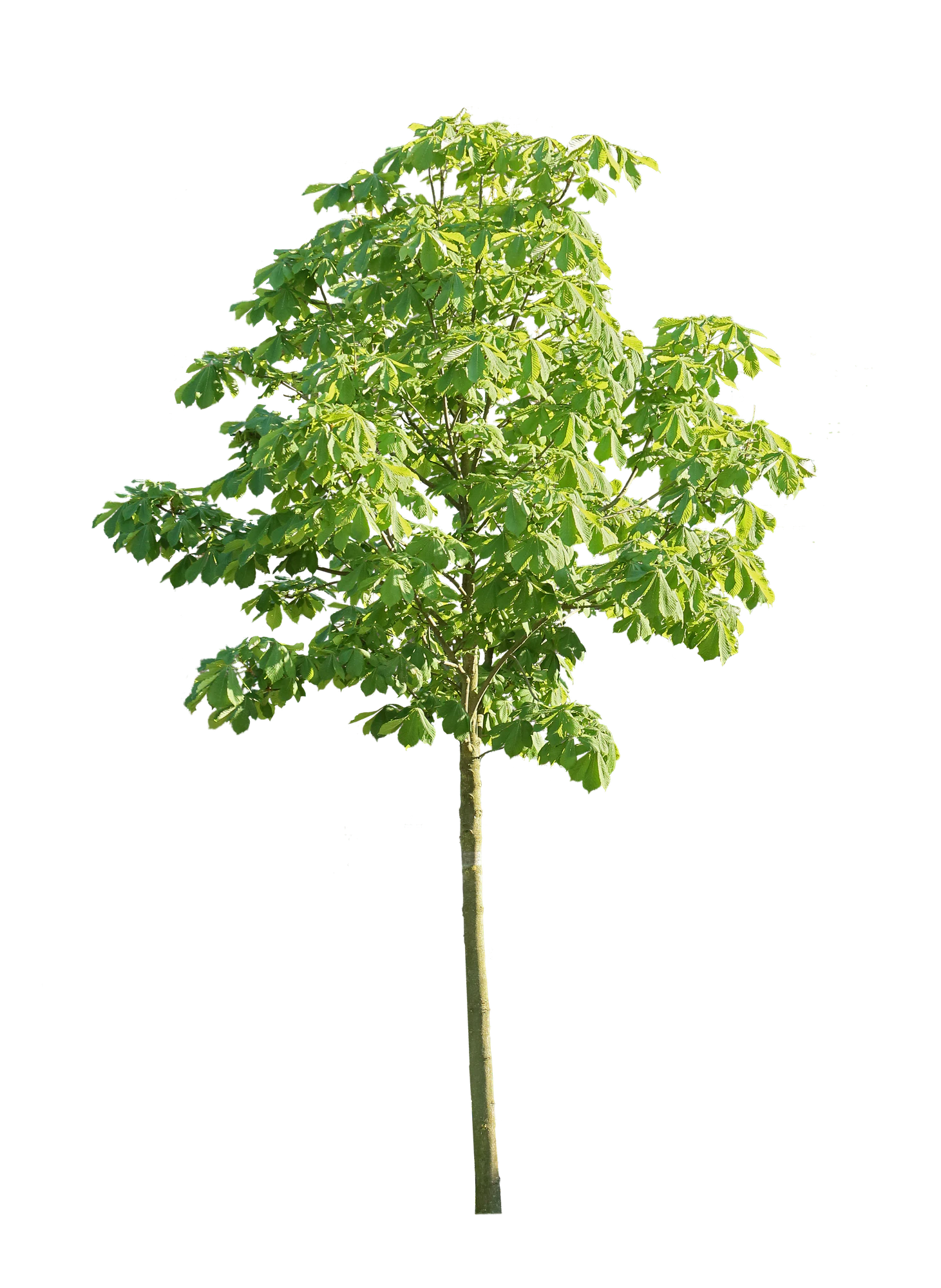 tree s 047 — Download