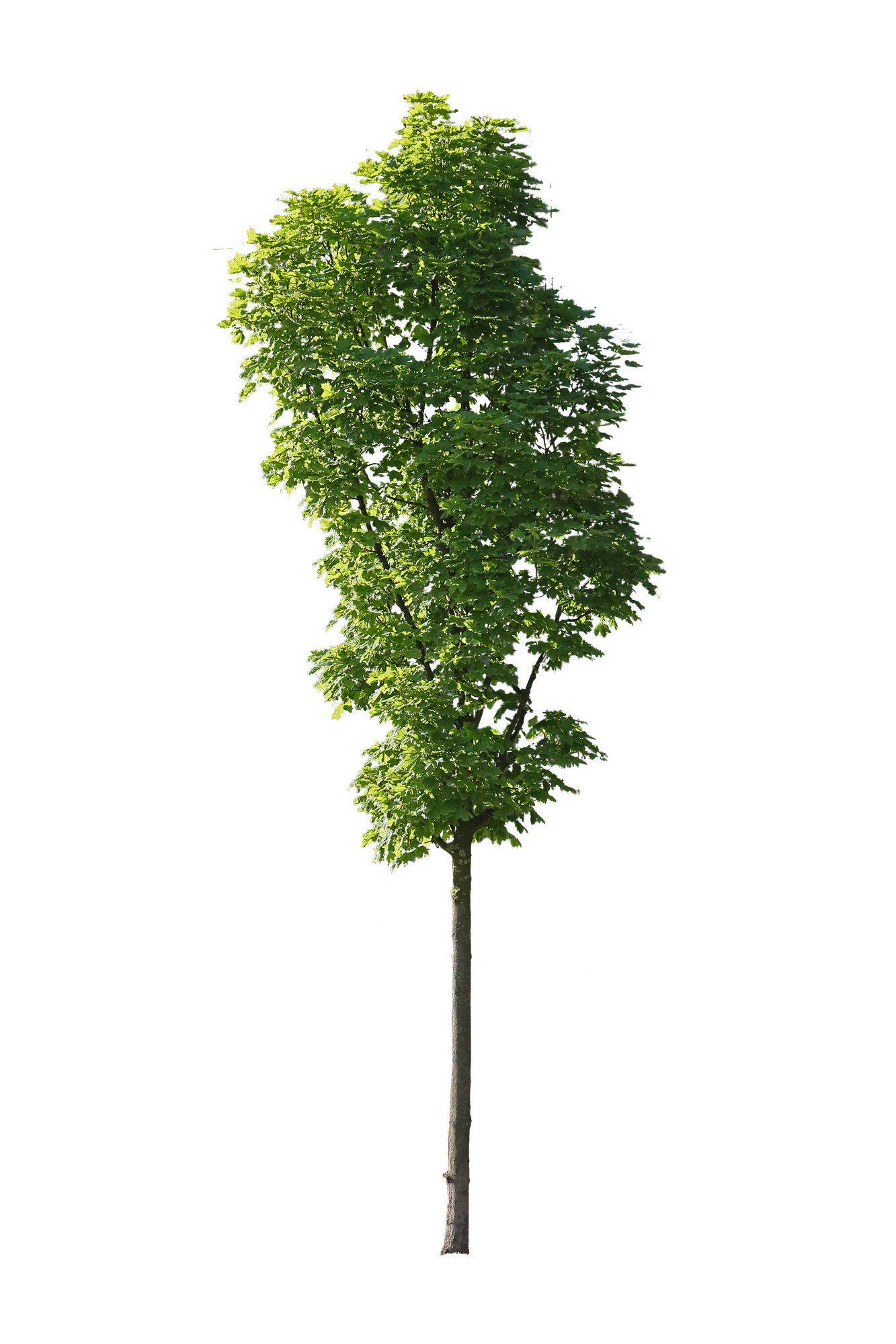 tree s 048 — Descargar