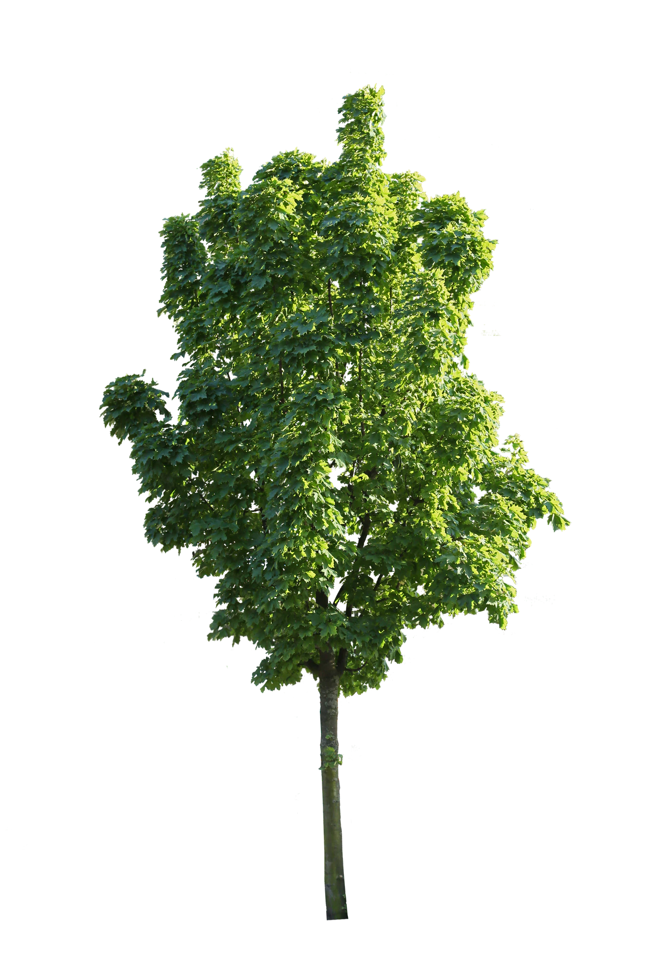 tree s 049 — Download