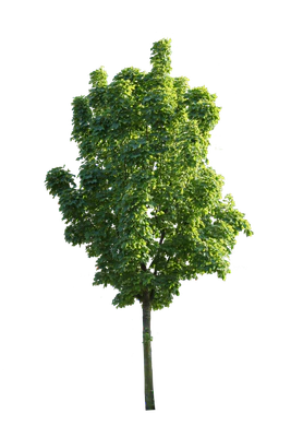 tree s 049 — download