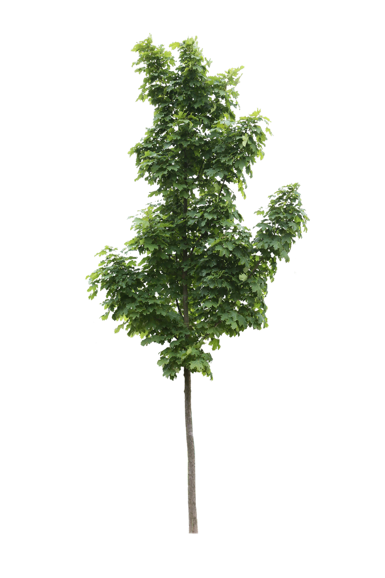 tree s 050 — Download