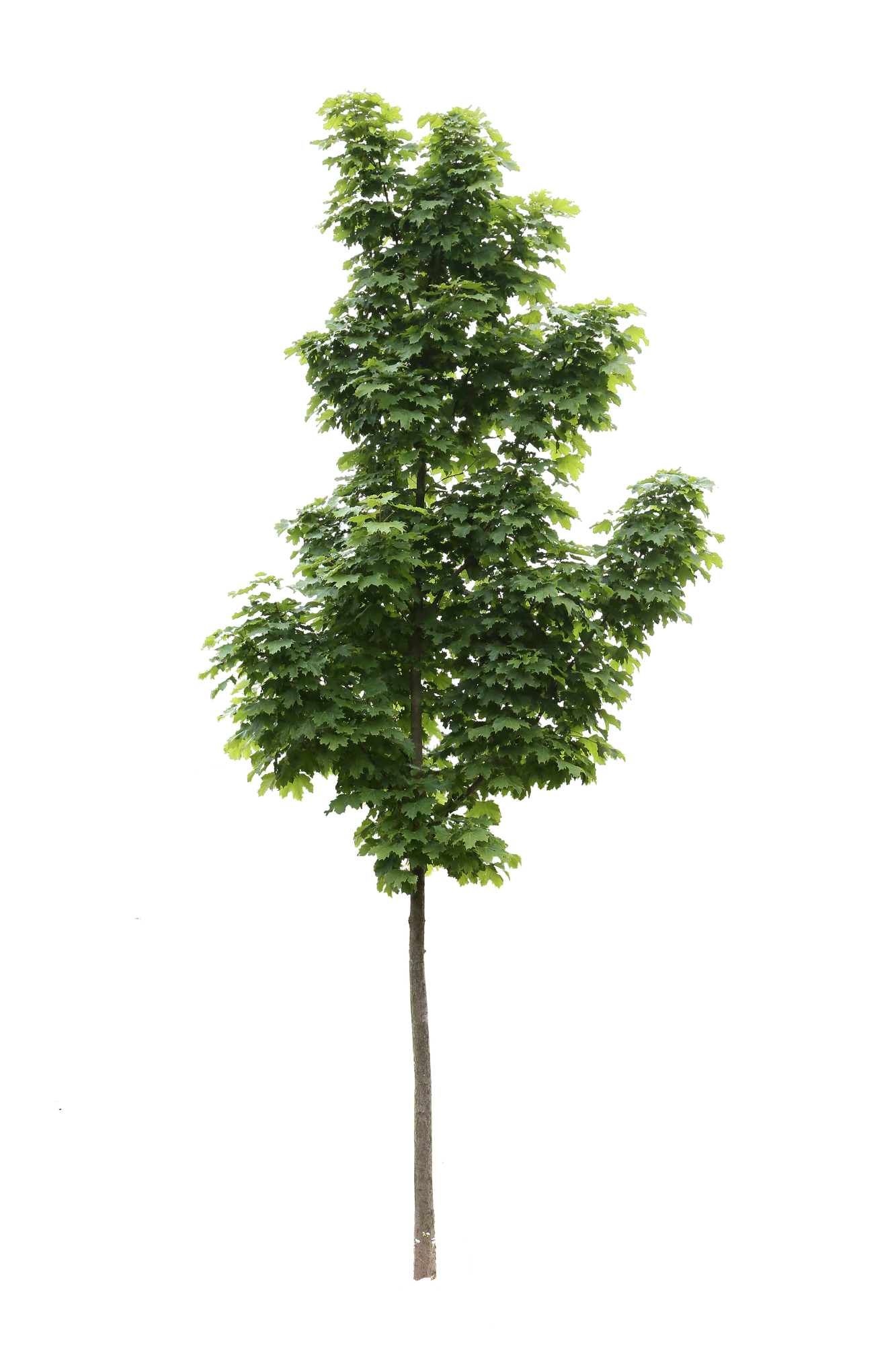 tree s 051 — Download