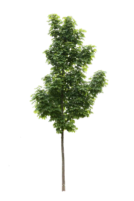 tree s 051 — download