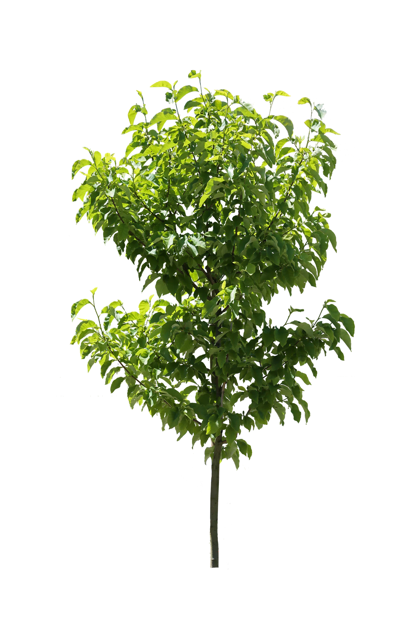 tree s 056 — Download