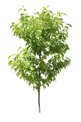 tree s 057 — download