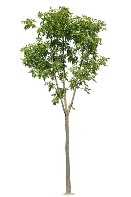 tree s 058 — download