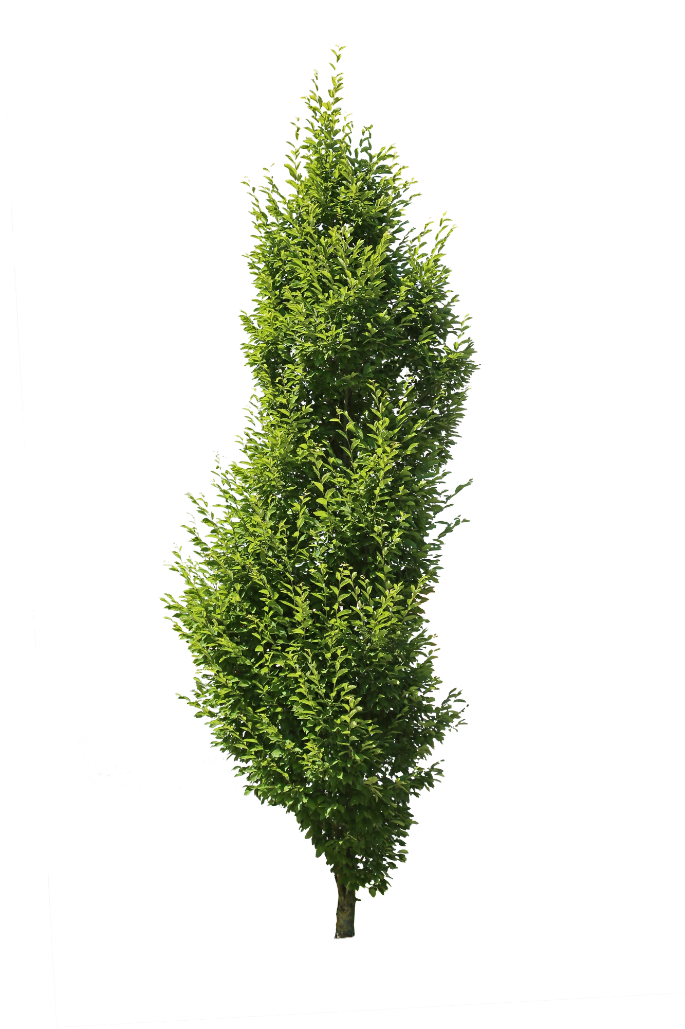 tree s 059 — Download