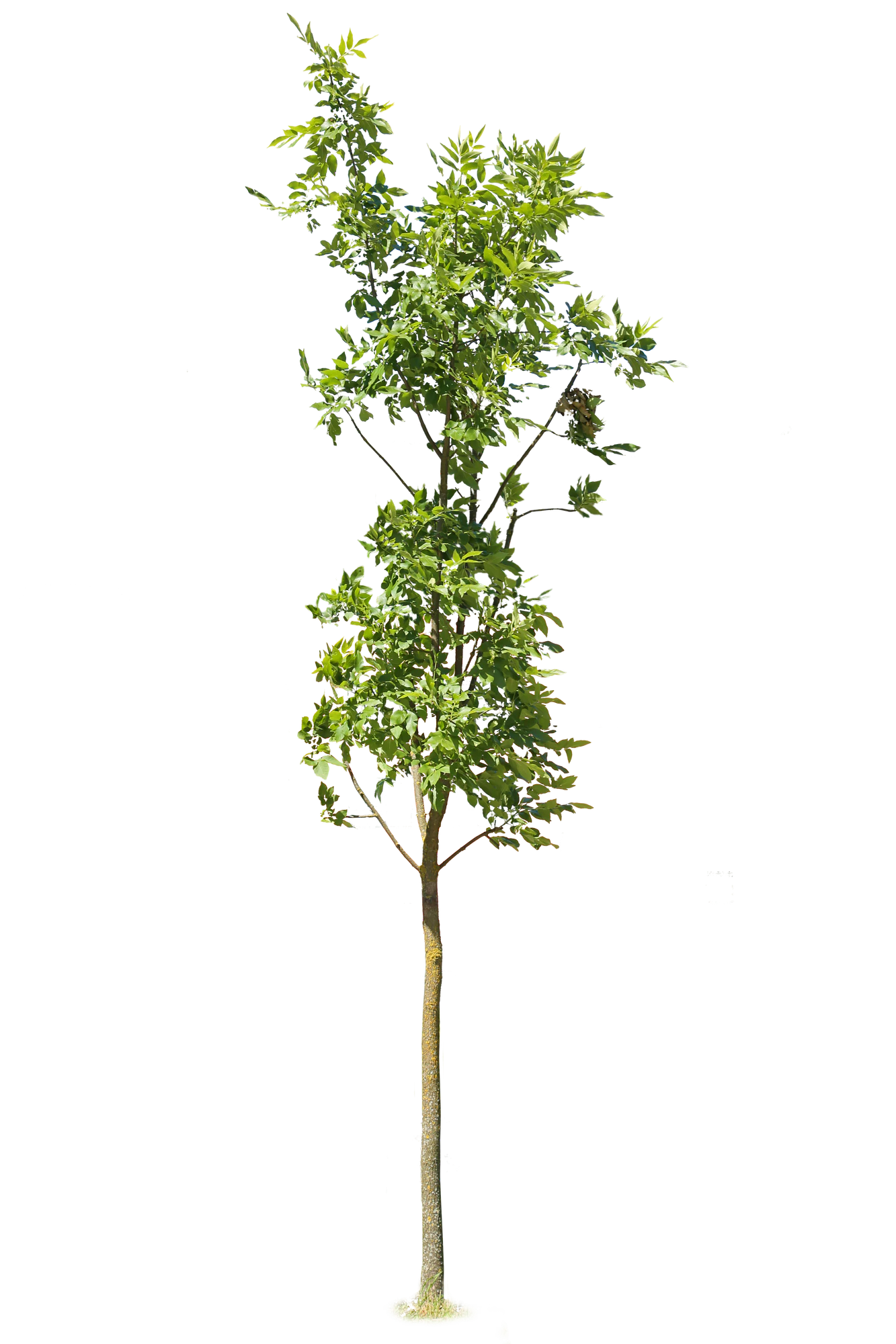 tree s 060 — Download