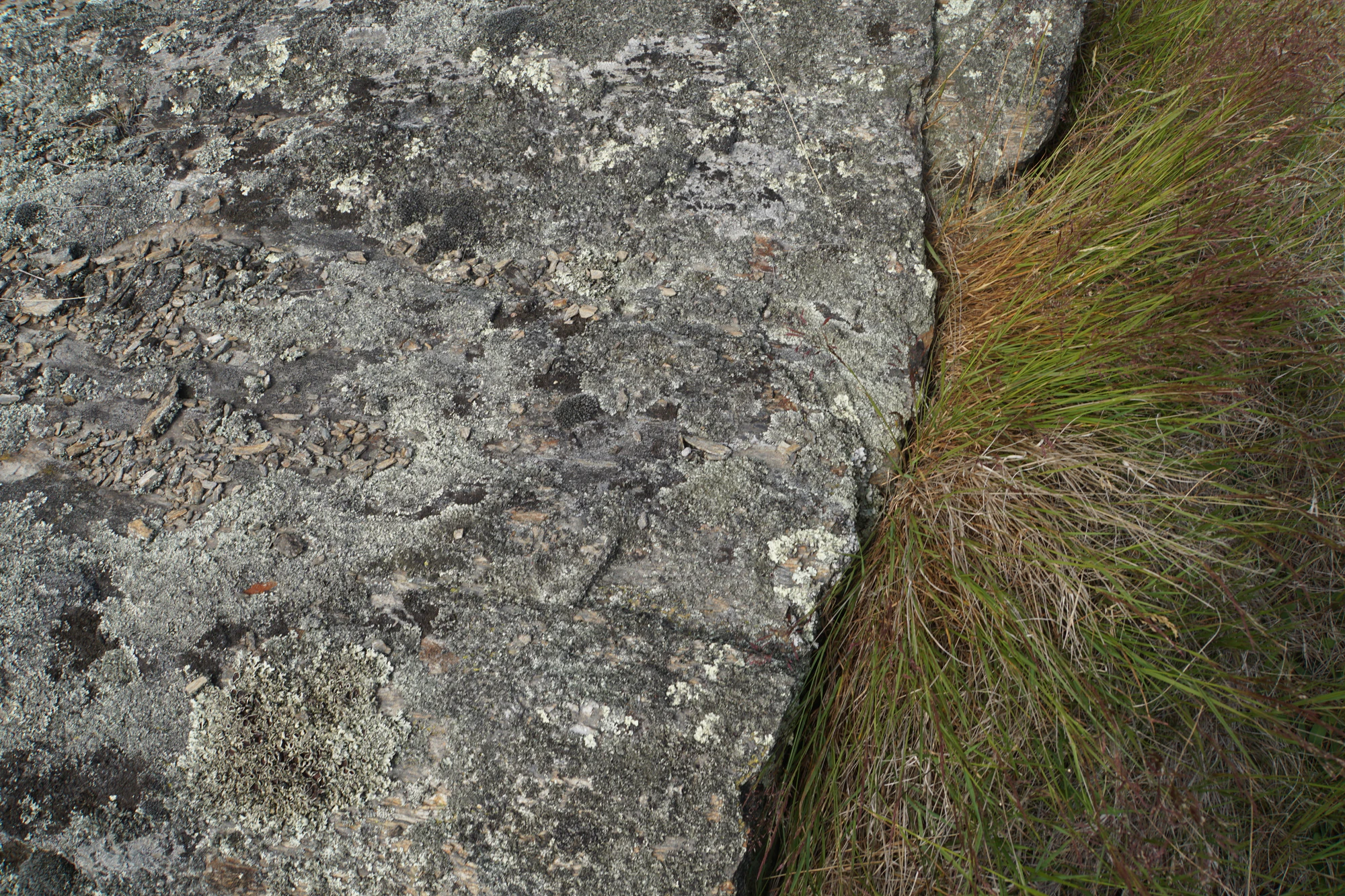 dry field rocks 176 — Descargar