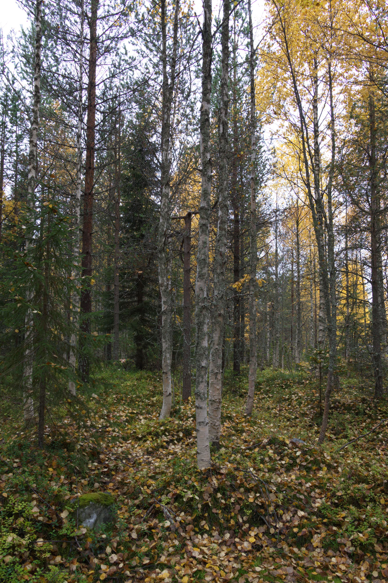 golden silver birches 107 — Скачать
