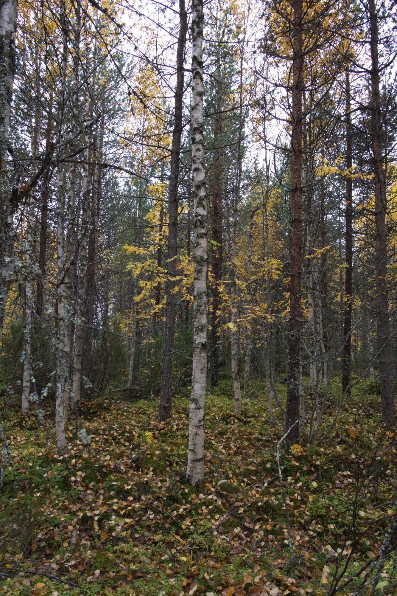 golden silver birches 108 — Скачать