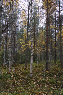 golden silver birches 108 — download