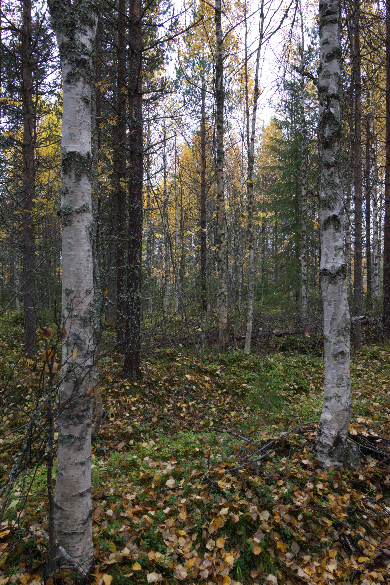 golden silver birches 109 — Скачать