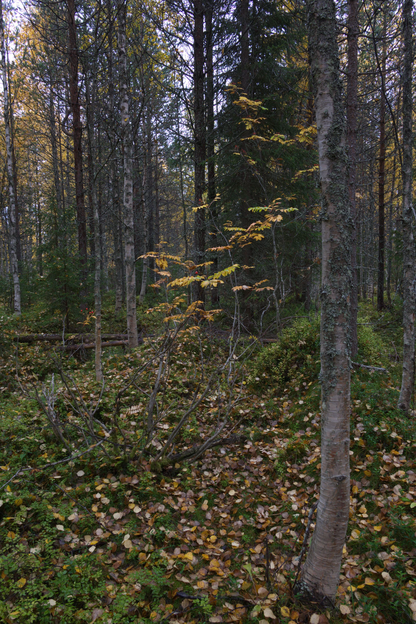 golden silver birches 113 — Скачать