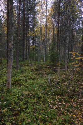 golden silver birches 114 — download