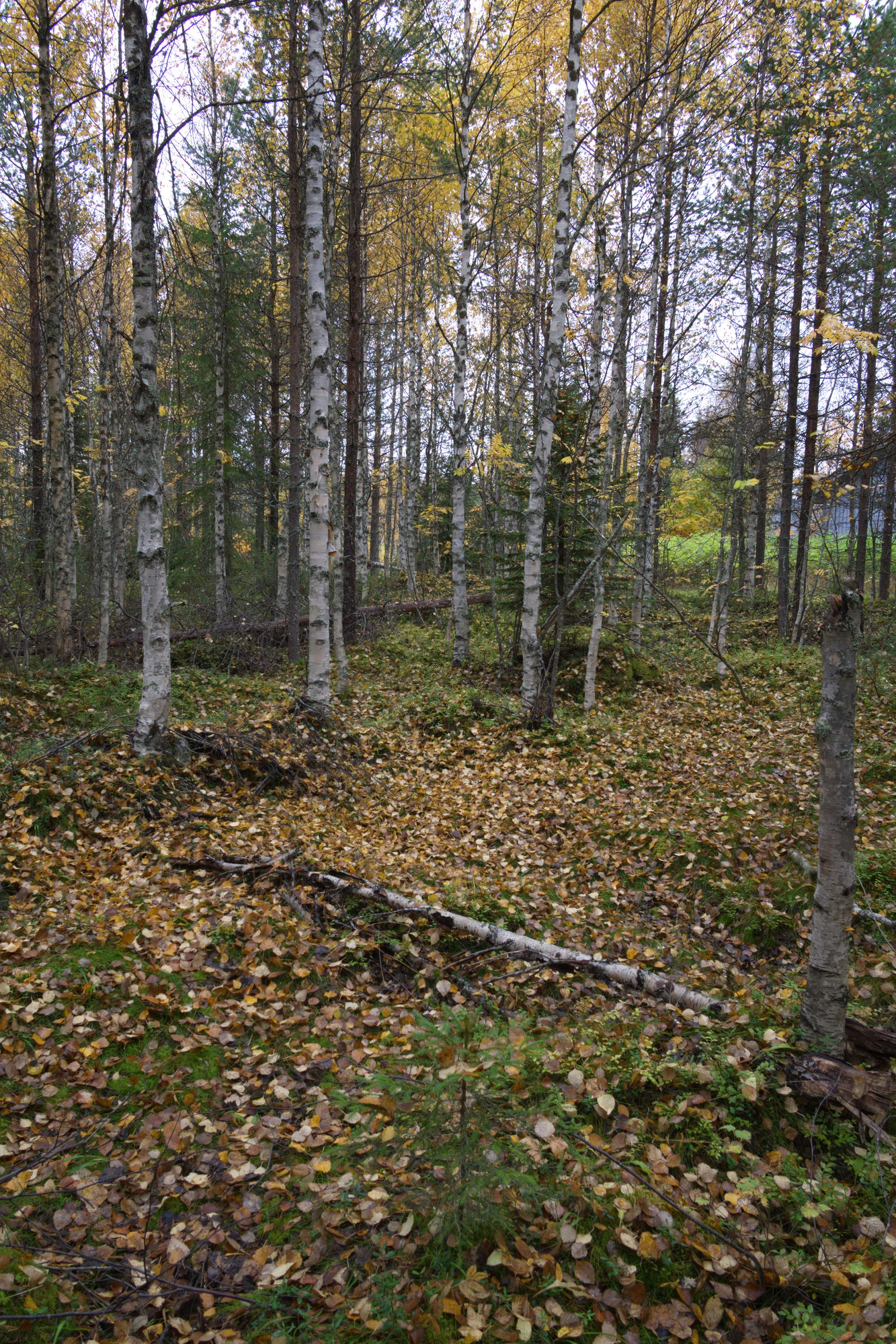 golden silver birches 117 — Скачать