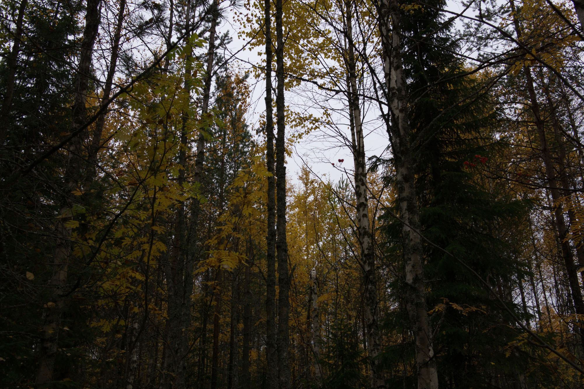 golden silver birches 123 — Скачать