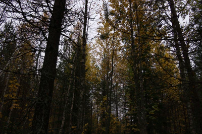 golden silver birches 124 — download