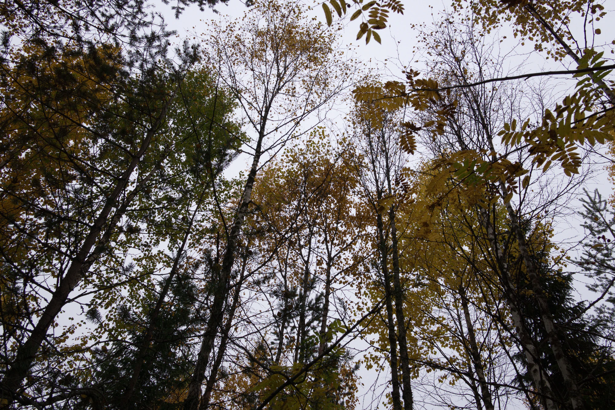 golden silver birches 125 — Descargar