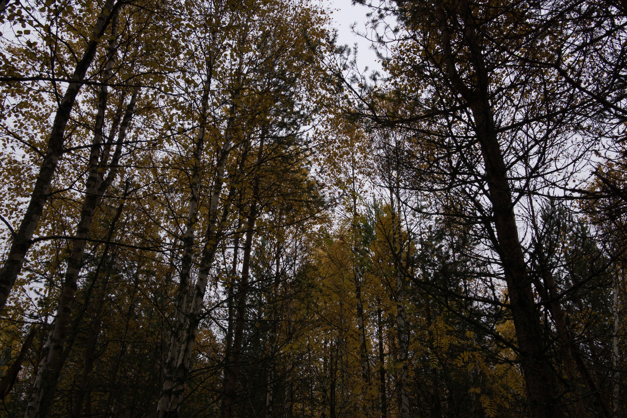 golden silver birches 126 — Скачать
