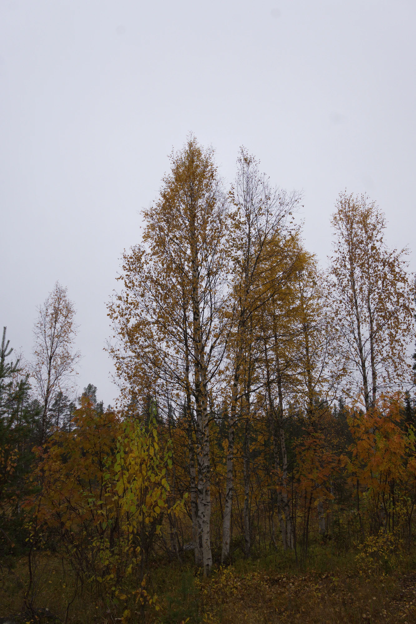 golden silver birches 127 — Скачать