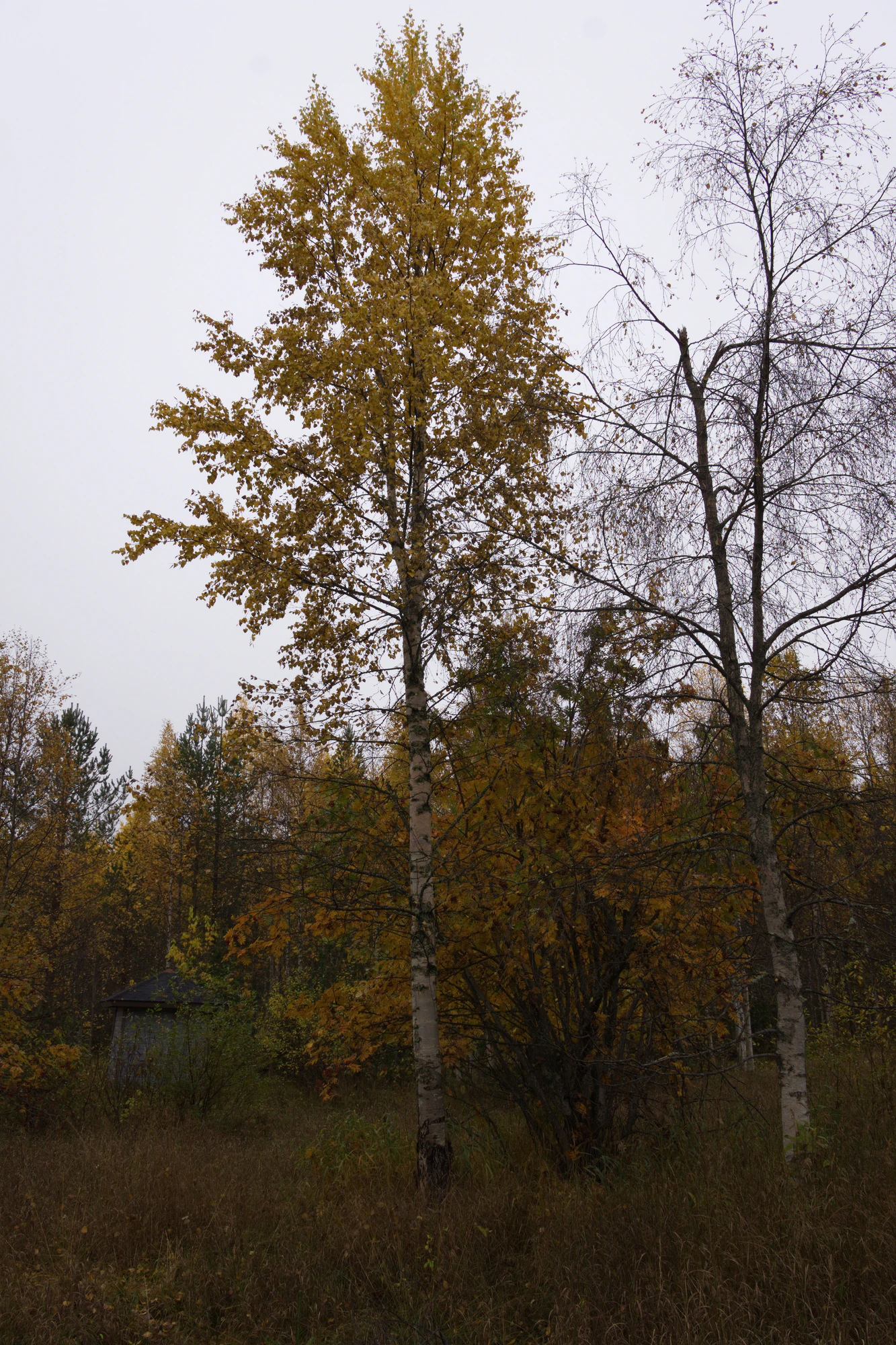 golden silver birches 129 — Скачать