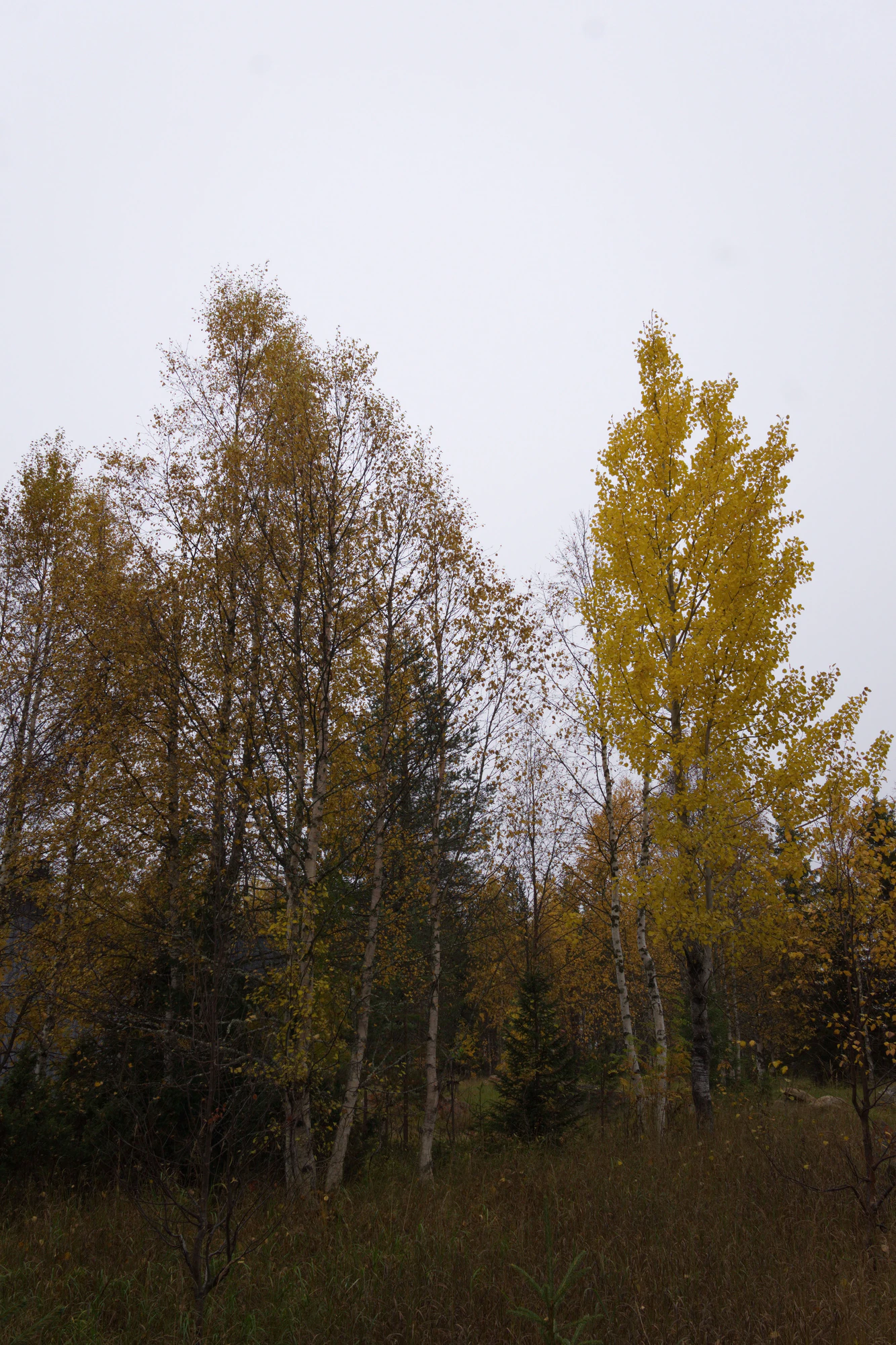golden silver birches 131 — Download