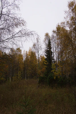 golden silver birches 132 — download