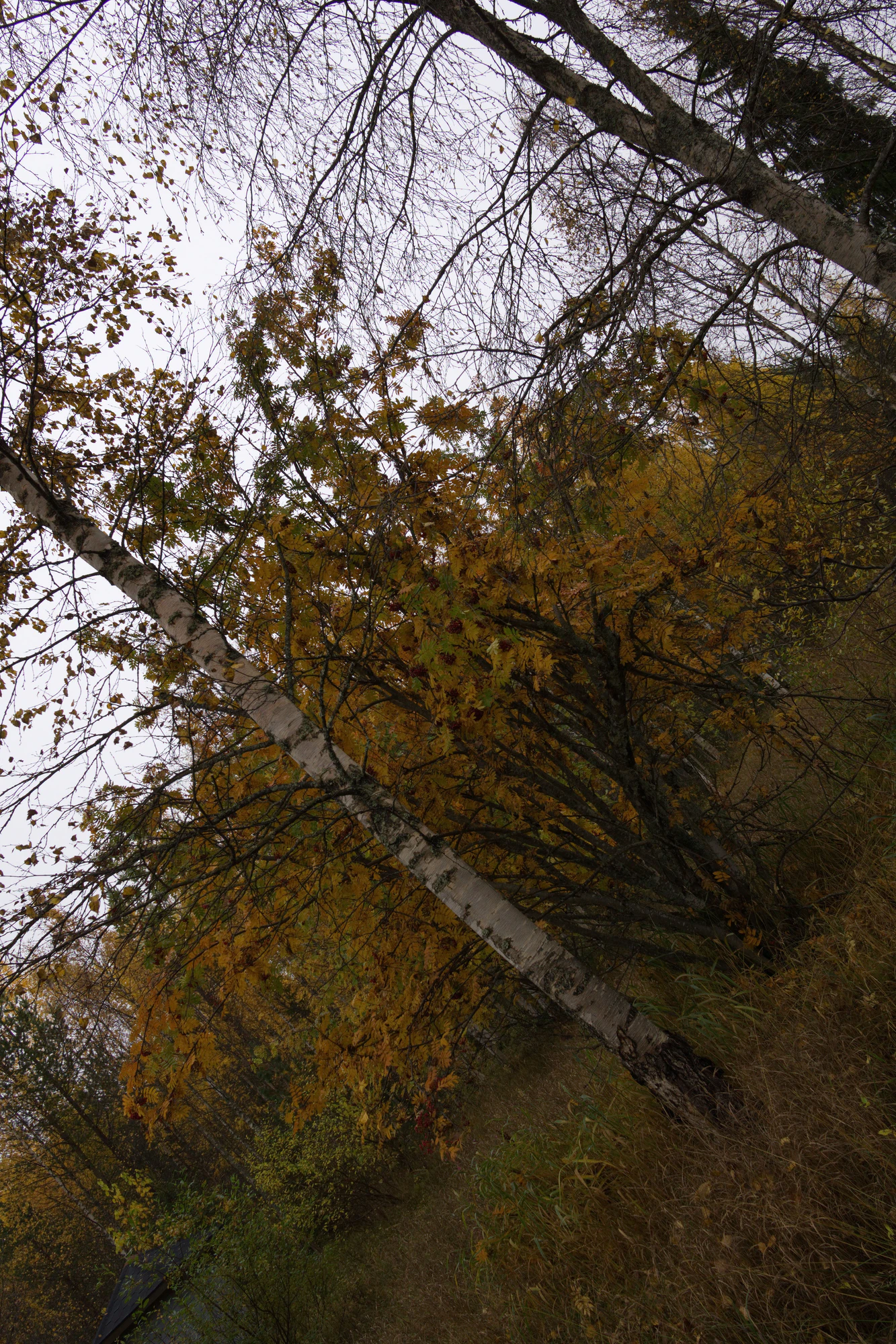 golden silver birches 133 — Скачать