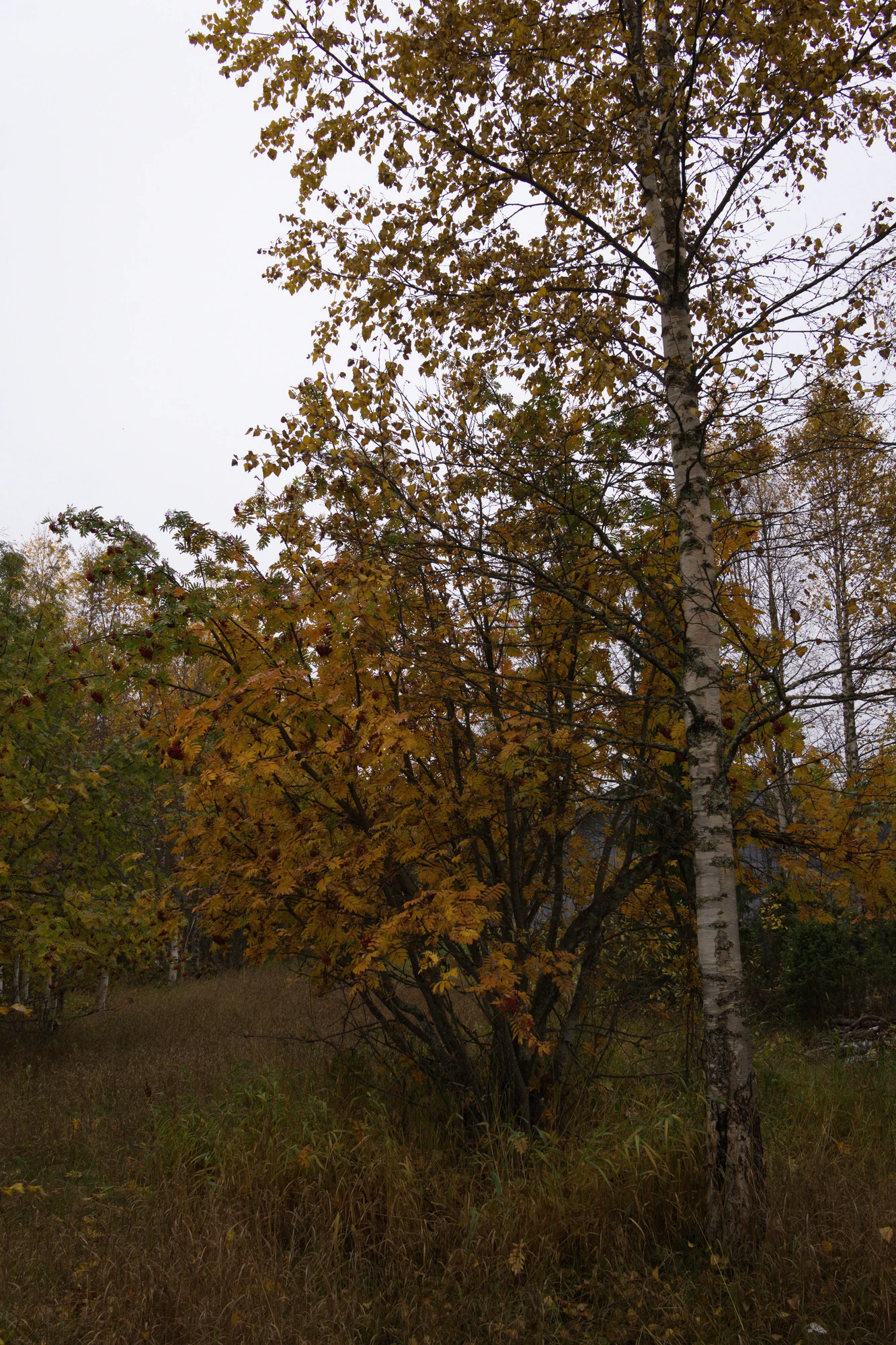 golden silver birches 135 — Скачать