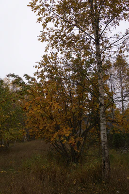 golden silver birches 135 — download