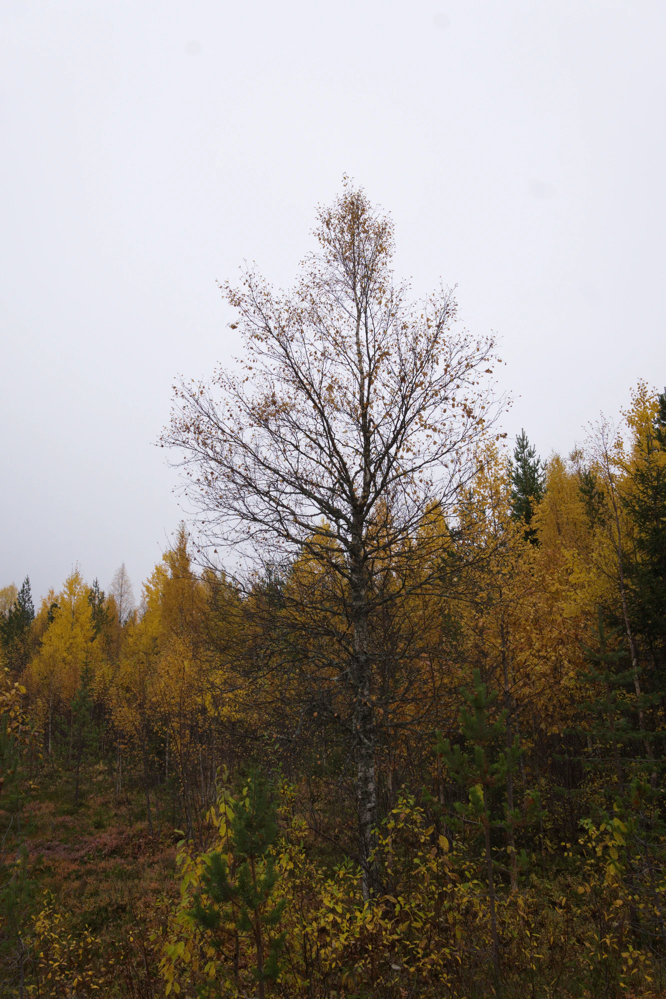 golden silver birches 140 — Download